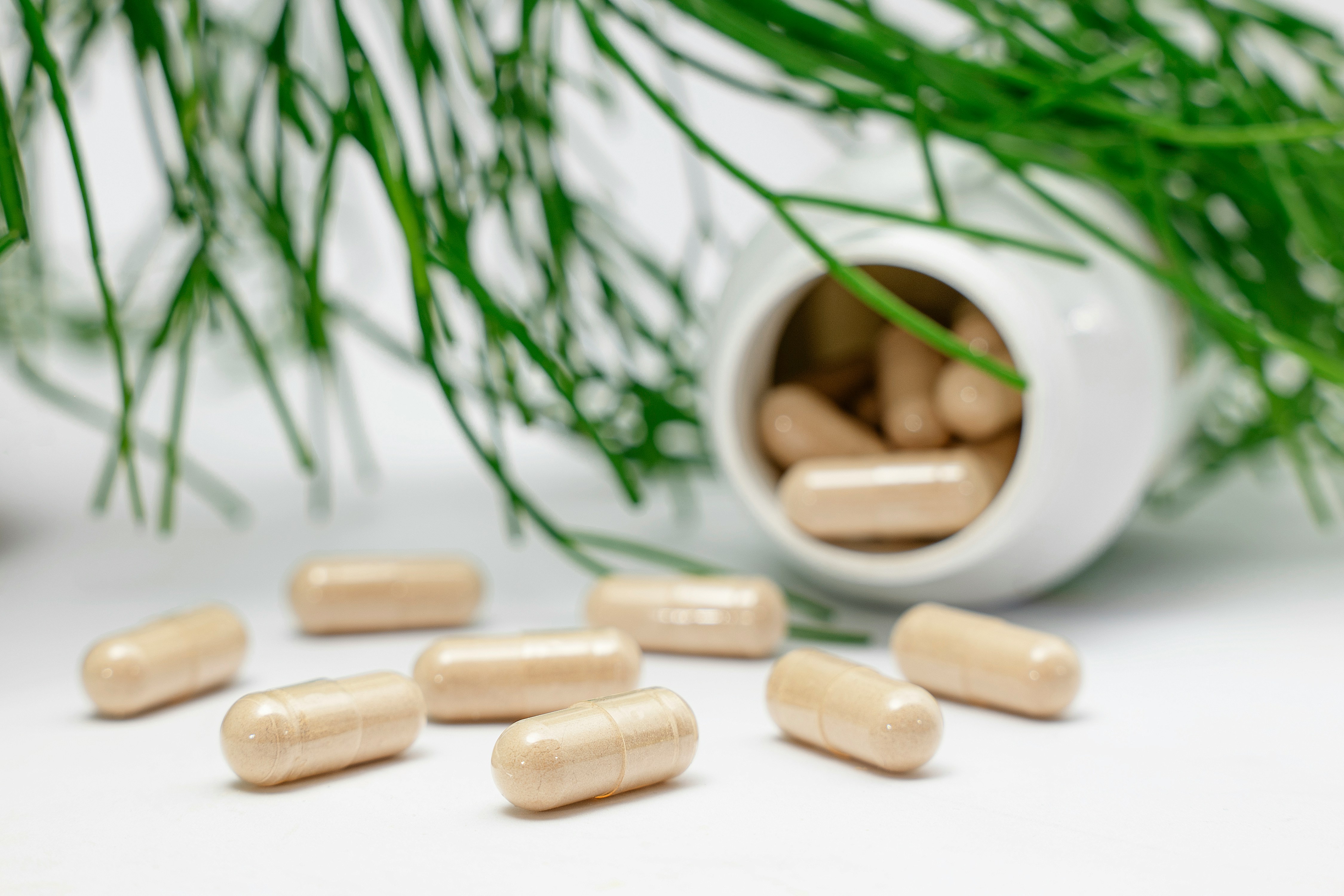 Ashwagandha – starożytna roślina o nowoczesnym zastosowaniu